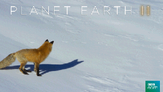 fail planet earth 2 gif by bbc earth find share on giphy small