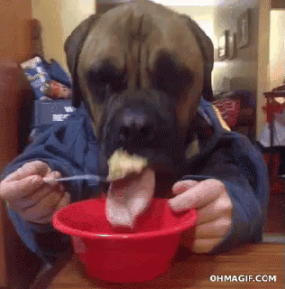 eating funny gifs tenor small