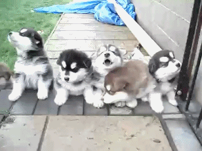 https://cdn.lowgif.com/small/37d8c89ec4829c30-cute-alert-gif-t-ed-animals-fun-for-bloggers-other-animated.gif