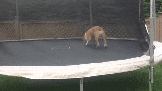 dog doing tricks gifs find share on giphy small