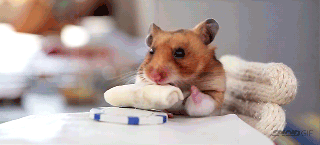 a tiny hamster eating tiny burritos gifs small