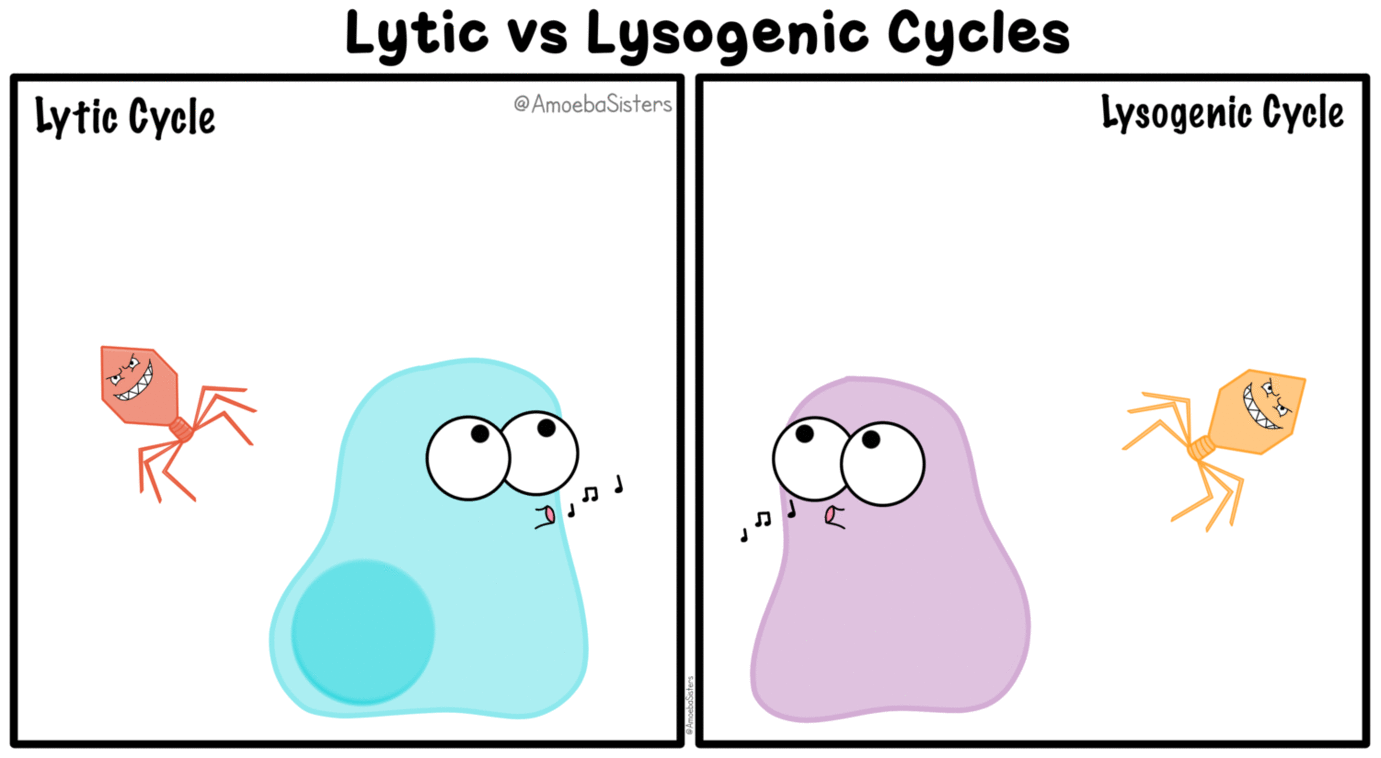 https://cdn.lowgif.com/small/3a1314a04a371e75-lytic-vs-lysogenic-cycle-in-viruses-gif-see-all-of-our-gifs-on-www.gif