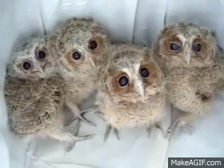 https://cdn.lowgif.com/small/3a2b417d473c34ed-furby-with-ubersweet-eyes-baby-owls-on-make-a-gif.gif