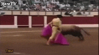 funny videos people fail bull fighting funny animals videos bull small