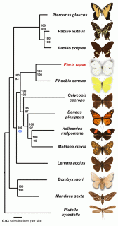 complete genome of pieris rapae a resilient alien a cabbage pest small