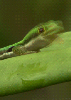 https://cdn.lowgif.com/small/3d69fef5eaa33812-gif-animals-gecko-reptile-lizard-day-gecko-headlikeanorange.gif