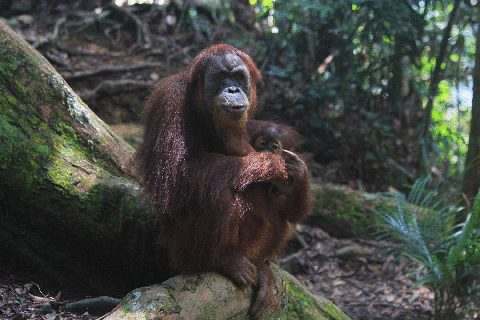 two days jungle trek bukit lawang adventure rainforest animals gif small