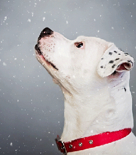 snow falling dog cinemagraph fetch stock small