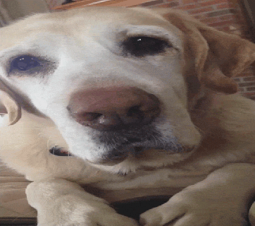 dog lol gif by america s funniest home videos find share on giphy small