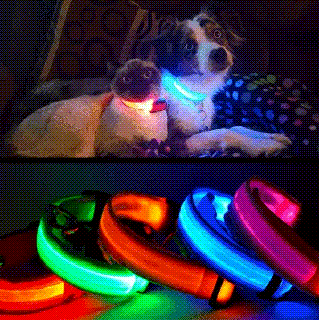led safety dog collar my bargain collectibles small