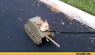 https://cdn.lowgif.com/small/3f91395c2c48c26b-chihuahua-tank-gif-gif-animation-animated-pictures.gif