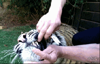 peter morwood 4gifs tiger gets a bad baby tooth removed small