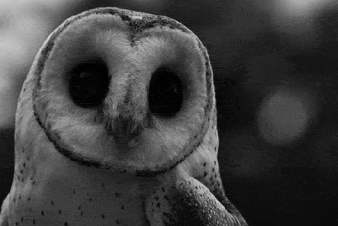 owl gifs on tumblr small