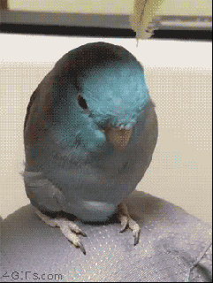 how to turn your bird into a bunny parrots know your meme small