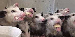 opossum gif find share on giphy small