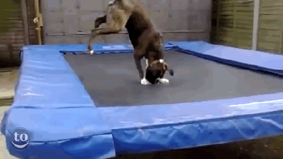 trampoline silly dog gif wifflegif small
