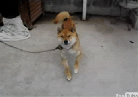 happy shiba inu gif find share on giphy small
