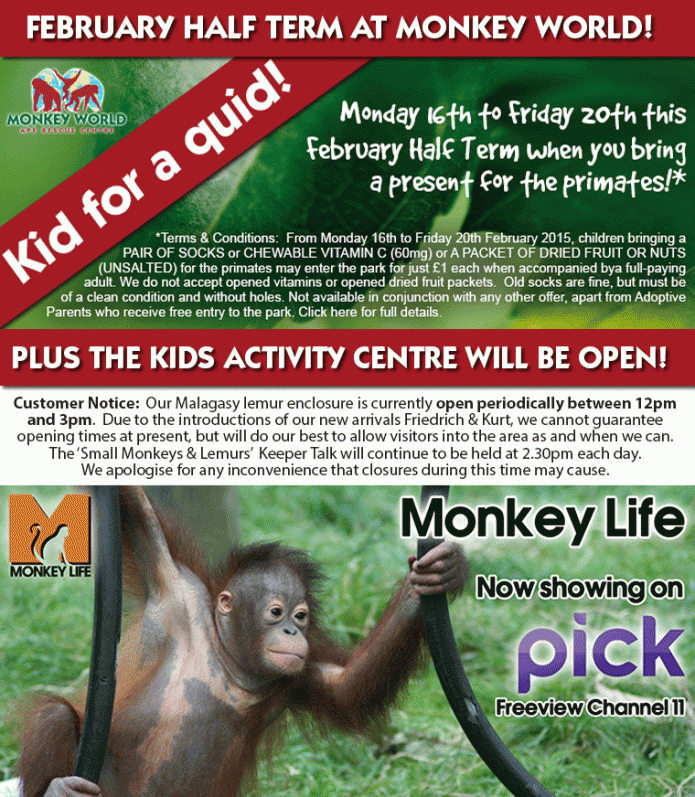 monkey world ape rescue centre arrowe hall pinterest monkey small