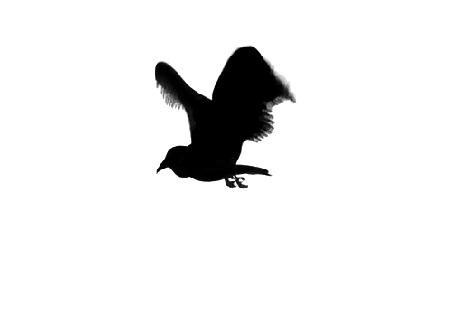 https://cdn.lowgif.com/small/44c29878a2510dce-flying-bird-on-tumblr.gif