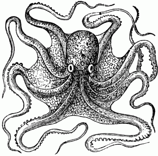 octopus vulgaris lamarck clipart etc small