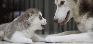 mom stahp gif dogs huskies puppy discover share small