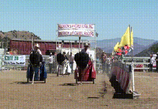 ostrich chariot race se or gif funny gifs small