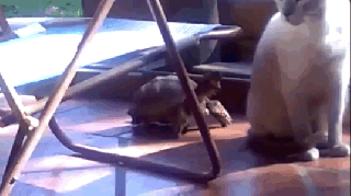 oh god here s why turtles are attacking cats the verge small
