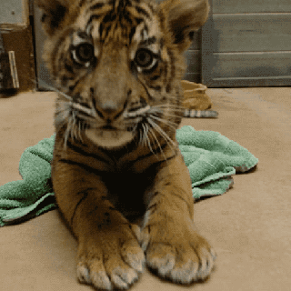 https://cdn.lowgif.com/small/4900797348eee8a2-tiger-cub-baby-tumblr.gif