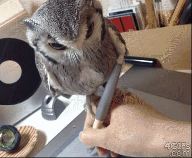 https://cdn.lowgif.com/small/4922411a4978e9d7-the-big-difference-between-a-cat-and-an-owl-the-cat-doesn-t-let-you.gif