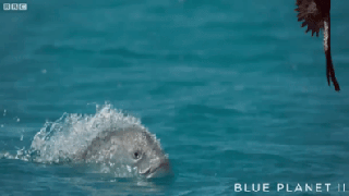 video giant trevally fish swallow birds whole in corker planet small