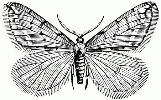 spring cankerworm moth male clipart etc small