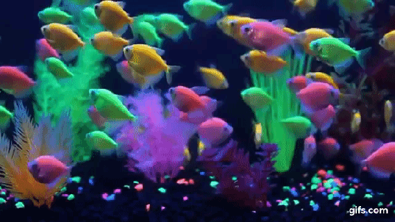 a members beautiful glofish tank 28 images update on small