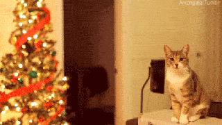 christmas cat gifs primo gif latest animated gifs small
