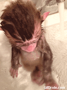 funny animated gif of a baby monkey in a bath gif monkey small