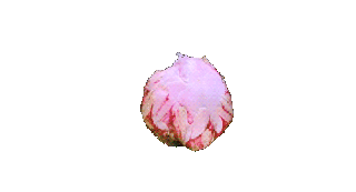 transparent flower gif wifflegif small