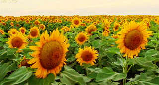 gif mine psychedelic flower nature sunflower vufus small