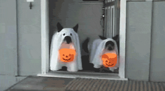 20 terrifyingly pawsome halloween costumes for dogs small