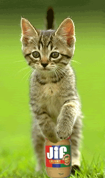 https://cdn.lowgif.com/small/4ef4c7a54bd9c680-weird-cat-animals-giff-1610-funny-cat-giffs-funny-giffs-cat-giffs.gif