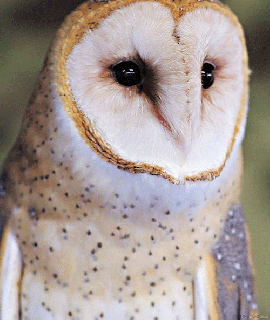 barn owl on tumblr small