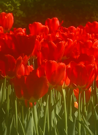 beautiful tulip flower fields red tulip flower beautifultulipflower small