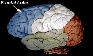 neuroscience for kids lobes of the brain small