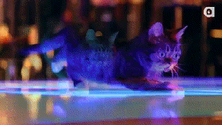 lil bub disco gif by internet cat video festival find share on giphy small