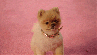 pomeranian hell gifs find share on giphy small