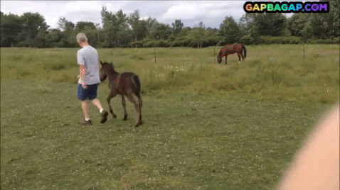 533b09b25c74b737-funny-gif-of-the-year-ft-funny-horse.gif