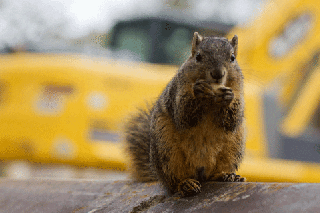 squirrel eating gif find share on giphy small