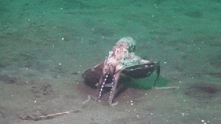 octopuses boing boing small