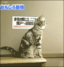 https://cdn.lowgif.com/small/55a1a427aa3e5bdf-standing-up-cat-lol-cat-gif-page.gif