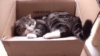cat fail funny cat gif on gifer by tygogor small