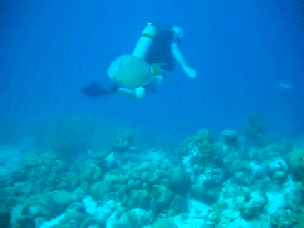 https://cdn.lowgif.com/small/5619995d043a94ae-hawaii-s-white-sand-beaches-are-made-from-parrotfish-poop-huffpost.gif