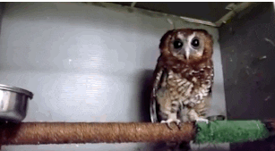 https://cdn.lowgif.com/small/570d86ec57ee177c-baby-owl-gif-find-share-on-giphy.gif